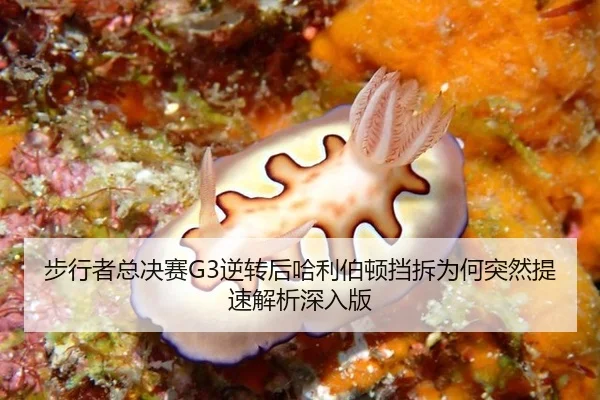 bu-xing-zhe-zong-jue-sai-ni-zhuan-hou-ha-li-bo-dun-dang-chai-wei-he-tu-ran-ti-su-jie-xi-shen-ru-ban-2-855.jpg
